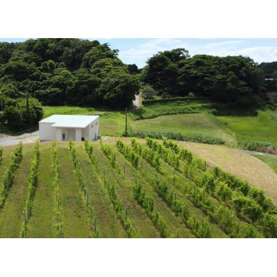 マシューズワイン　房醸　甲州　2025　750ml【配送不可地域：離島】