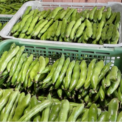 おひさま農園のソラマメ「打越みどり」 約3.8kg〈5月上旬より順次発送〉【配送不可地域：離島・沖縄県】