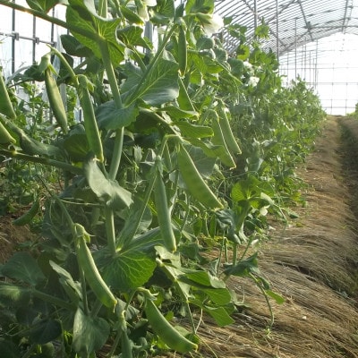 旬の味覚!おひさま農園のスナップエンドウ パリッと歯ごたえ、じんわり甘み 1.6kg【配送不可地域：離島・沖縄県】