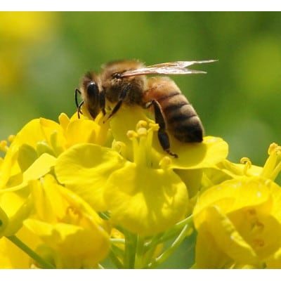 ひふみ養蜂園 菜の花はちみつ 1.2kg