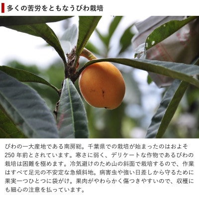 【先行受付】4月下旬より順次発送　温室栽培「房州びわ」 L・2Lサイズ　化粧箱入り【配送不可地域：離島・沖縄県】