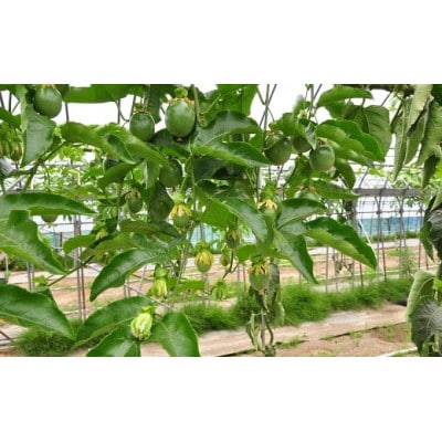 【先行受付】秀品パッションフルーツ 中玉8個入/2026年8月上旬～9月中旬発送【配送不可地域：離島】