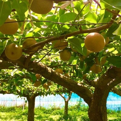 【数量限定】館山齊藤果樹園の完熟梨「新高(にいたか)」6～9個