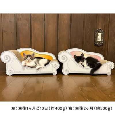 子猫のおしゃれ爪とぎ「カリカリーナmicio」モスグリーン