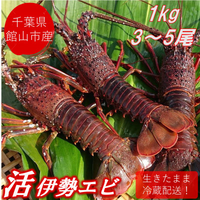 【先行予約】【金曜日発送】漁師直送!千葉県館山産 天然『活』伊勢海老　1kg(3～5尾)【配送不可地域：離島・北海道・沖縄県・東北・中国・四国・九州】