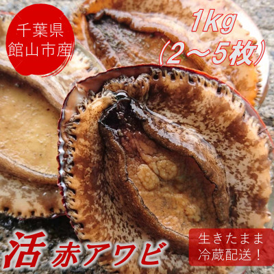 【先行予約】【金曜日発送】漁師直送!天然活メガイアワビ1kg(2～5枚)【配送不可地域：離島・北海道・沖縄県・東北・中国・四国・九州】