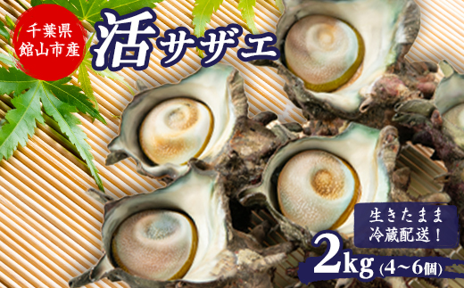 【先行予約】【金曜日発送】漁師直送!天然大ぶり活サザエ　2kg(4～6個)【配送不可地域：離島・北海道・沖縄県・東北・中国・四国・九州】
