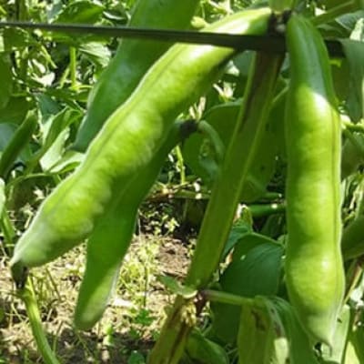 おひさま農園のソラマメ「打越みどり」 約3.8kg〈5月上旬より順次発送〉【配送不可地域：離島・沖縄県】