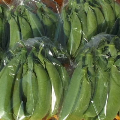 旬の味覚!おひさま農園のスナップエンドウ パリッと歯ごたえ、じんわり甘み 1.6kg【配送不可地域：離島・沖縄県】