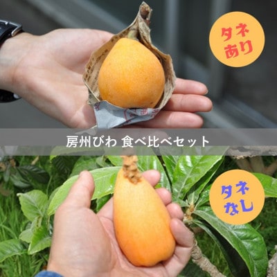 【先行予約】4月下旬頃より順次発送　房州びわ　種あり＆種なし 食べ比べセット　化粧箱入り【配送不可地域：離島・沖縄県】