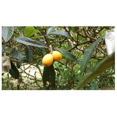 館山市産 栽培期間中農薬化学肥料不使用 房州びわ 500g以上1箱