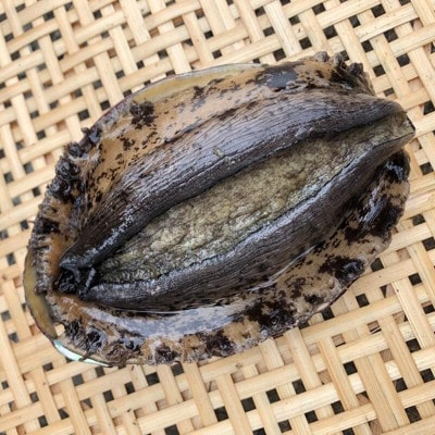 【先行予約】【金曜日発送】漁師直送!天然活黒アワビ約500～600g(1～2枚)【配送不可地域：離島・北海道・沖縄県・中国・四国・九州】