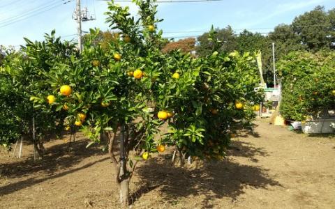 千葉県野田市産みかんの収穫体験（2人分）