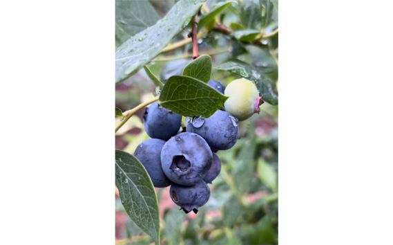 野田市産こだわり完熟冷凍ブルーベリーセット　200g×6