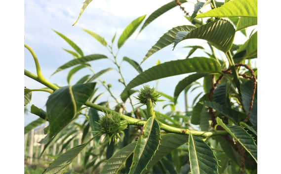 千葉県野田市産　栗（ぽろたん） 2kg