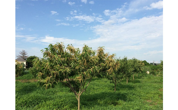 千葉県野田市産　栗（ぽろたん） 2kg