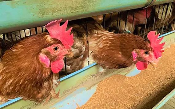 【60個】美味しい産みたて朝採り新鮮たまご（手集卵）ミネラルエッグ