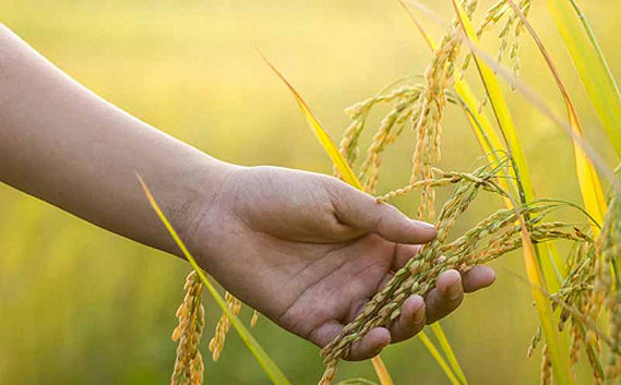 【日本料理しみずや】鳥釜飯の素と黒酢米セット