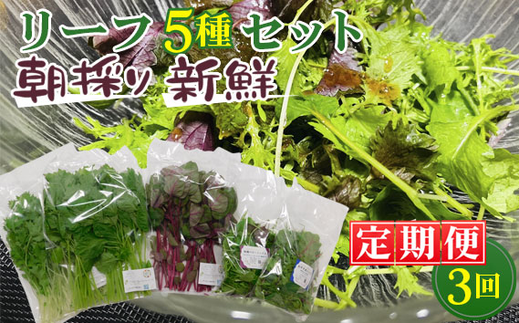 【毎月定期便3回】朝採りお日様リーフ5種セット