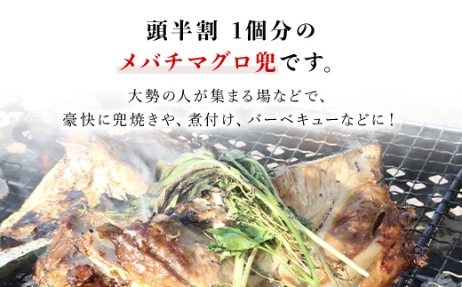 メバチマグロ 兜　頭半割 1個分 MBT006 / メバチマグロ 兜 メバチマグロ 兜 メバチマグロ 兜 メバチマグロ 兜 メバチマグロ 兜 メバチマグロ 兜 メバチマグロ 兜 メバチマグロ 兜 メバチマグロ 兜 メバチマグロ 兜 メバチマグロ 兜 メバチマグロ 兜 メバチマグロ 兜 メバチマグロ 兜 メバチマグロ 兜 メバチマグロ 兜 メバチマグロ 兜 メバチマグロ 兜 メバチマグロ 兜