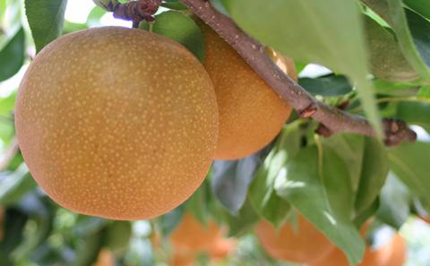 梨 幸水 豊水 4L～5L 10玉～12玉 なし ナシ 和梨 果物 くだもの フルーツ 旬のフルーツ 旬の果物 デザート 千葉 千葉県 成田市