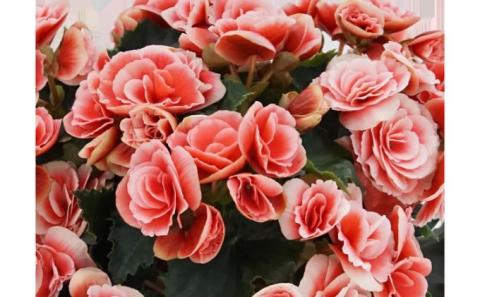 バラ咲ベゴニア　ボリアス　5号鉢