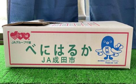 【先行予約】さつま芋(紅はるか） 野菜 サツマイモ さつまいも