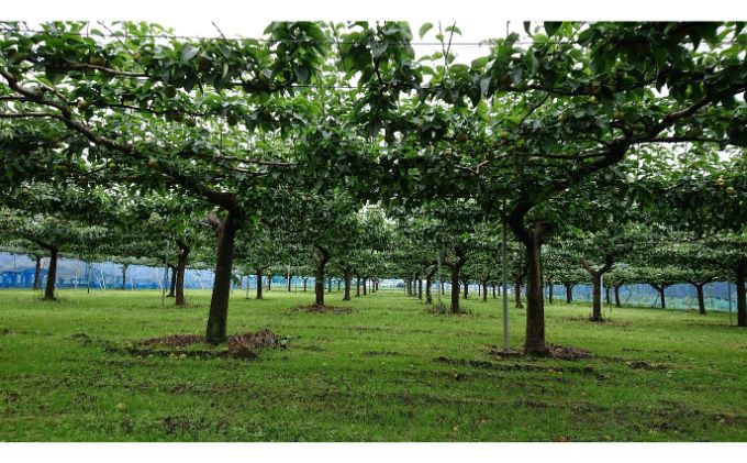 【日時指定不可】梨（幸水または豊水）5kg ナシ 果物 フルーツ 先行予約