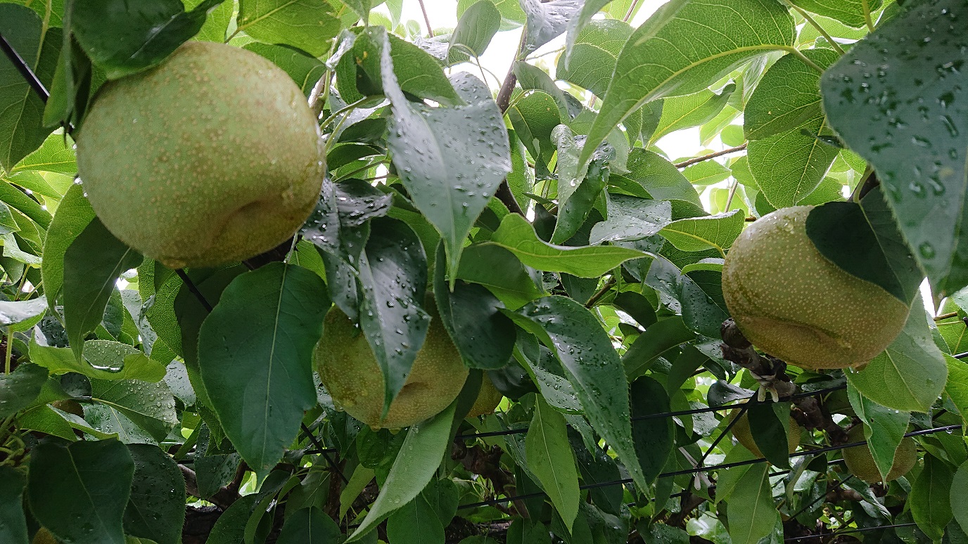 梨 【日時指定不可】 梨（幸水または豊水）3kg フルーツ 果物 なし 先行予約 特産品 旬のフルーツ 千葉県 成田市
