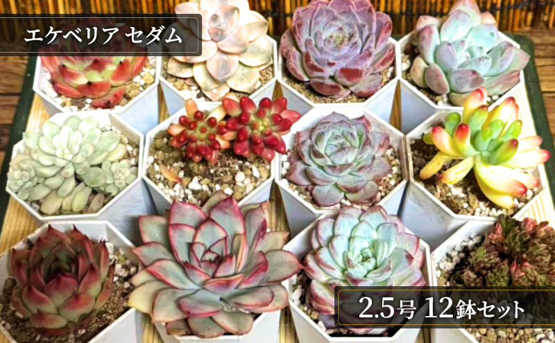 【ふるさと納税】多肉植物 鉢植え おまかせ エケベリア セダム 2.5号 12鉢セット 切苗 詰め合わせ 癒しのおしゃれインテリア 観葉植物 ガーデニング ミニグリーン 千葉県 成田市