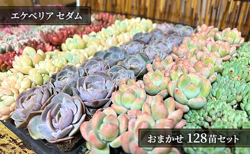 【ふるさと納税】多肉植物 エケベリア セダム おまかせ128苗セット 2.8cmポット 切苗 詰め合わせ 癒しのおしゃれインテリア 観葉植物 ガーデニング ミニグリーン 千葉県 成田市