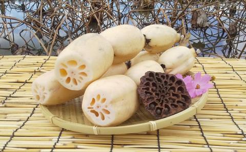 こだわりの “古代れんこん” 4kg