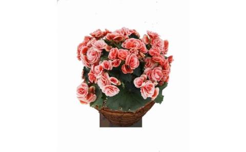 バラ咲ベゴニア　ボリアス　5号鉢