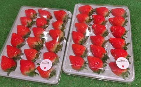 秀じいのいちご（とちおとめ）2箱（1kg）