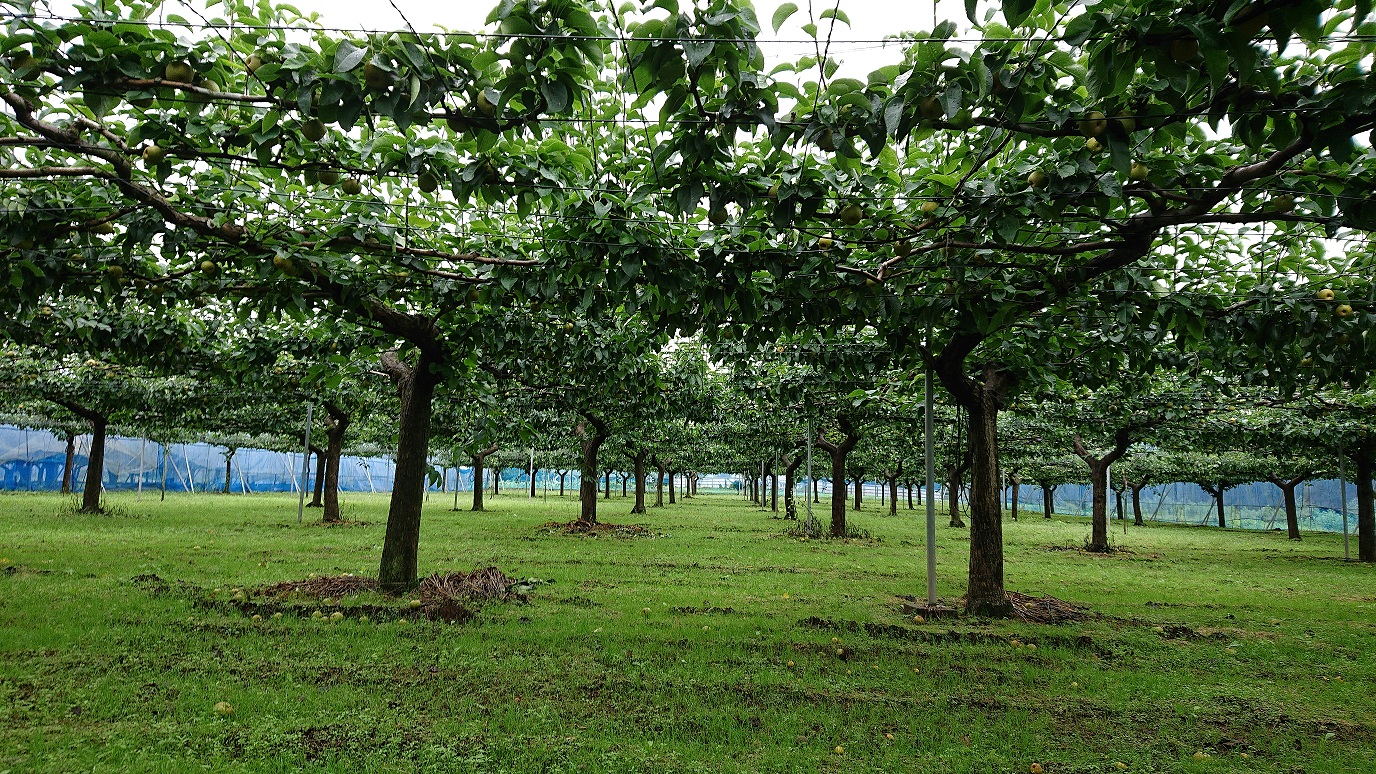 梨 【日時指定不可】 梨（幸水または豊水）3kg フルーツ 果物 なし 先行予約 特産品 旬のフルーツ 千葉県 成田市