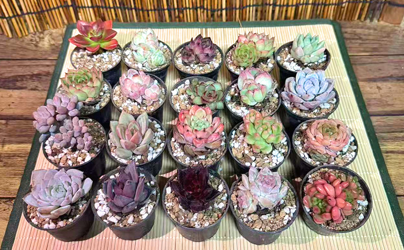 【ふるさと納税】かわいい多肉植物 エケベリア セダム お任せ 20鉢入り 切苗 詰め合わせ 癒しのおしゃれインテリア 観葉植物 ガーデニング ミニグリーン 千葉県 成田市