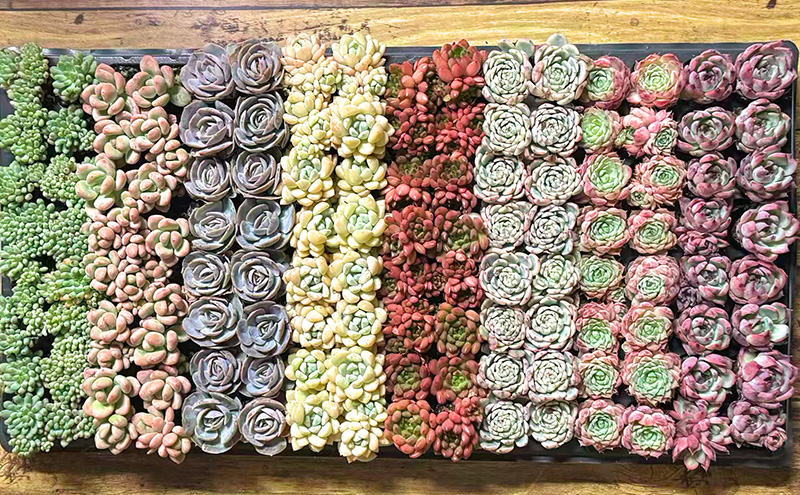 【ふるさと納税】多肉植物 エケベリア セダム おまかせ128苗セット 2.8cmポット 切苗 詰め合わせ 癒しのおしゃれインテリア 観葉植物 ガーデニング ミニグリーン 千葉県 成田市