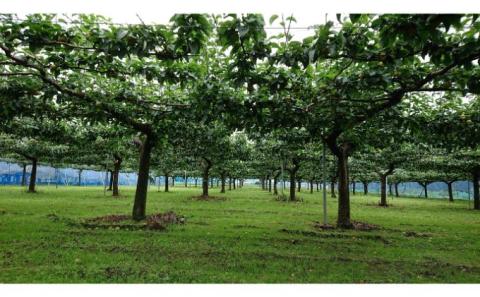 【日時指定不可】梨（幸水または豊水）5kg ナシ 果物 フルーツ 先行予約