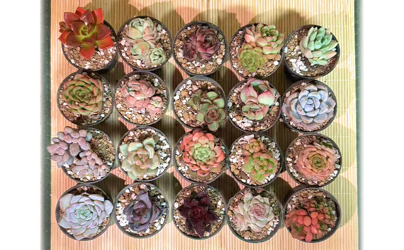 【ふるさと納税】かわいい多肉植物 エケベリア セダム お任せ 20鉢入り 切苗 詰め合わせ 癒しのおしゃれインテリア 観葉植物 ガーデニング ミニグリーン 千葉県 成田市