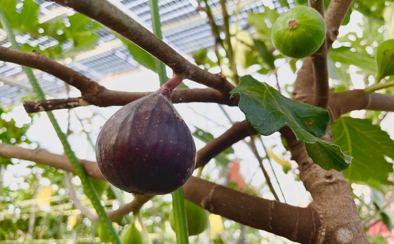 【先行予約】黒いちじく詰め合わせ　9個入り