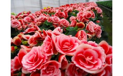 バラ咲ベゴニア　ボリアス　5号鉢