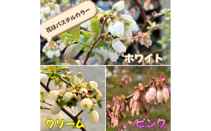 ジェラート 濃い!小さなブルーベリー農園のご褒美ジェラート ブルーベリー アイス ミルク 濃厚 セット スイーツ デザート 冷凍 ご褒美 ギフト プレゼント 贈り物 お取り寄せ 成田市 千葉県