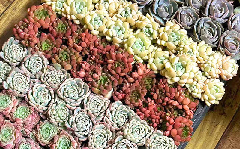 【ふるさと納税】多肉植物 エケベリア セダム おまかせ128苗セット 2.8cmポット 切苗 詰め合わせ 癒しのおしゃれインテリア 観葉植物 ガーデニング ミニグリーン 千葉県 成田市