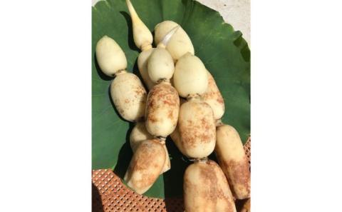 れんこん4kg