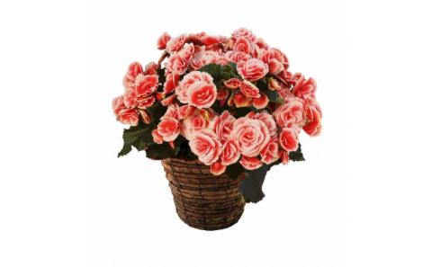 バラ咲ベゴニア　ボリアス　5号鉢