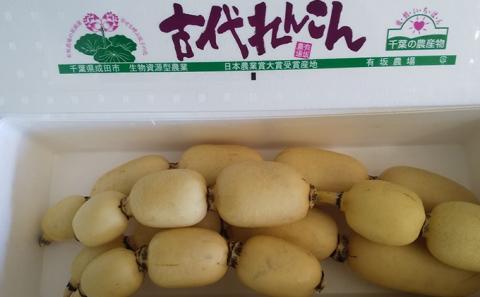 こだわりの “古代れんこん” 4kg