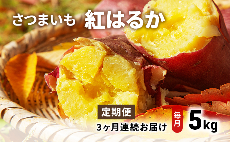 【先行予約】さつま芋（紅はるか）5kg 定期便3ヵ月 さつまいも 野菜 サツマイモ