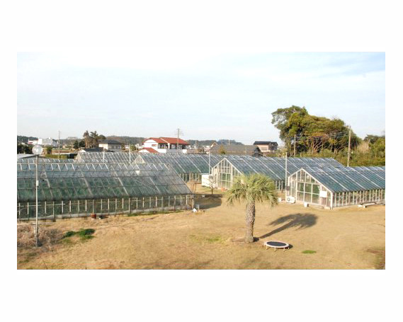 【約1.3kg以上×2玉】訳あり千葉アクアメロン（マスクメロン）大玉