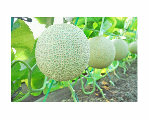 【約1.3kg以上×2玉】千葉アクアメロン（マスクメロン）大玉