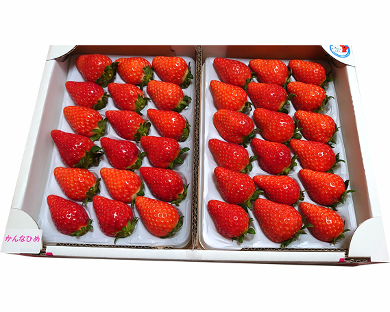 【市東農園のいちご】かんなひめ　約900g
